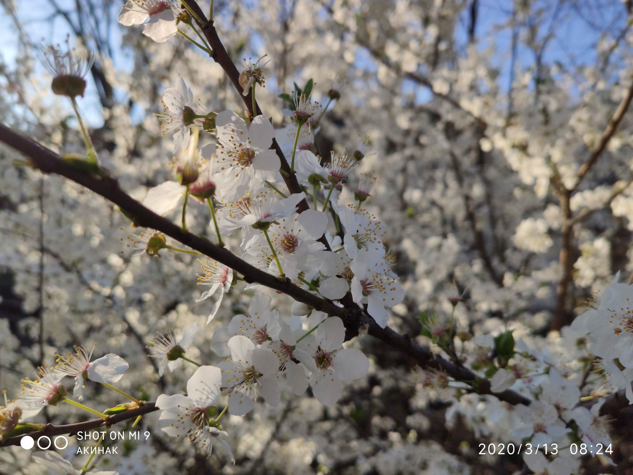 Spring, flowers, it’s good to live in a warm region - My, Spring, beauty, Flowers, Longpost