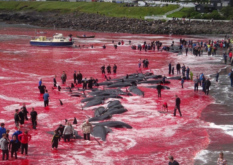 This is how traditional initiation into men takes place in Denmark. Once a year, young and not so “people” organize a massacre. Prey: dolphins and whales - Dead Dolphins, Murder, Longpost