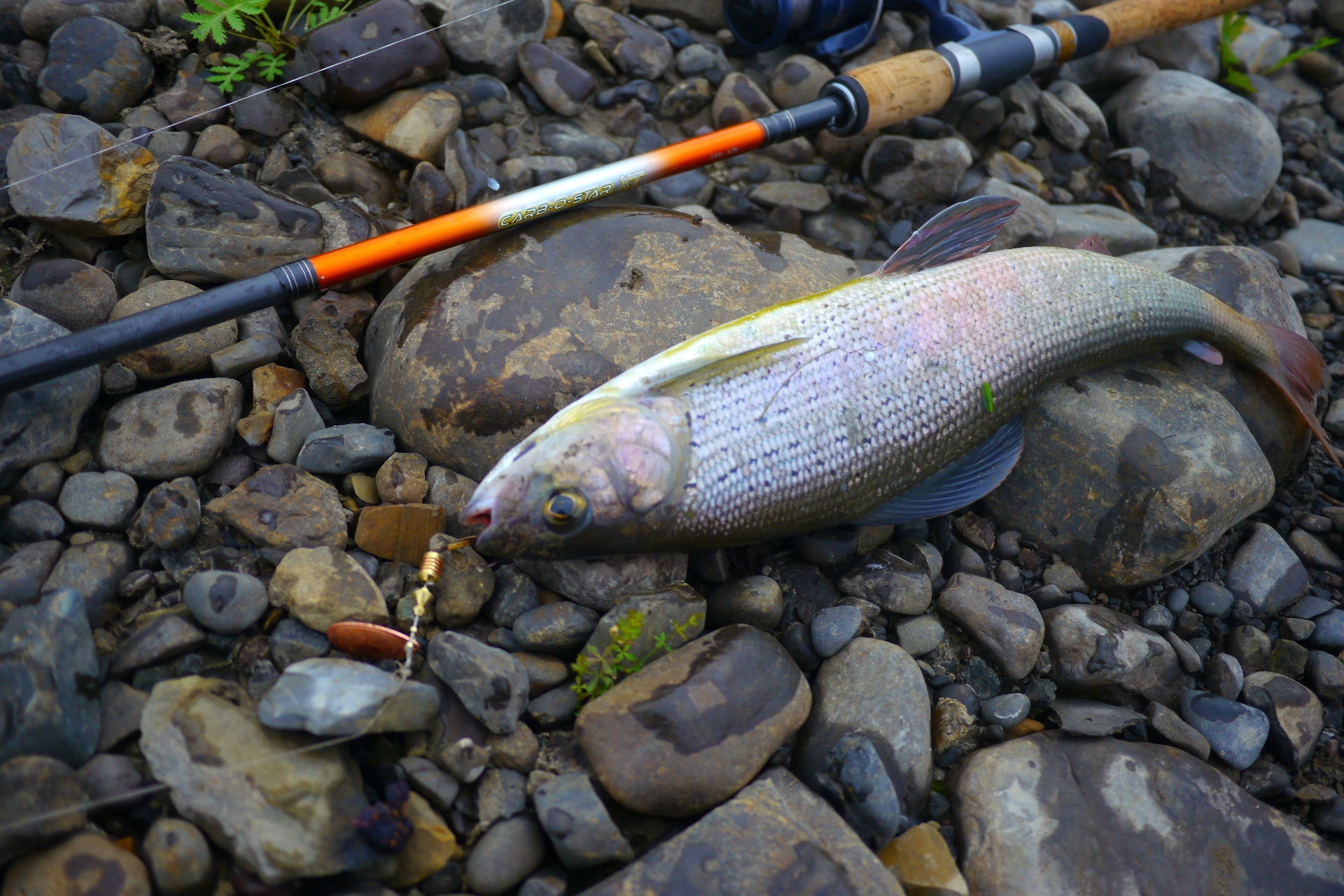 Let's go fishing for grayling one day - My, Fishing, North, Longpost, Grayling