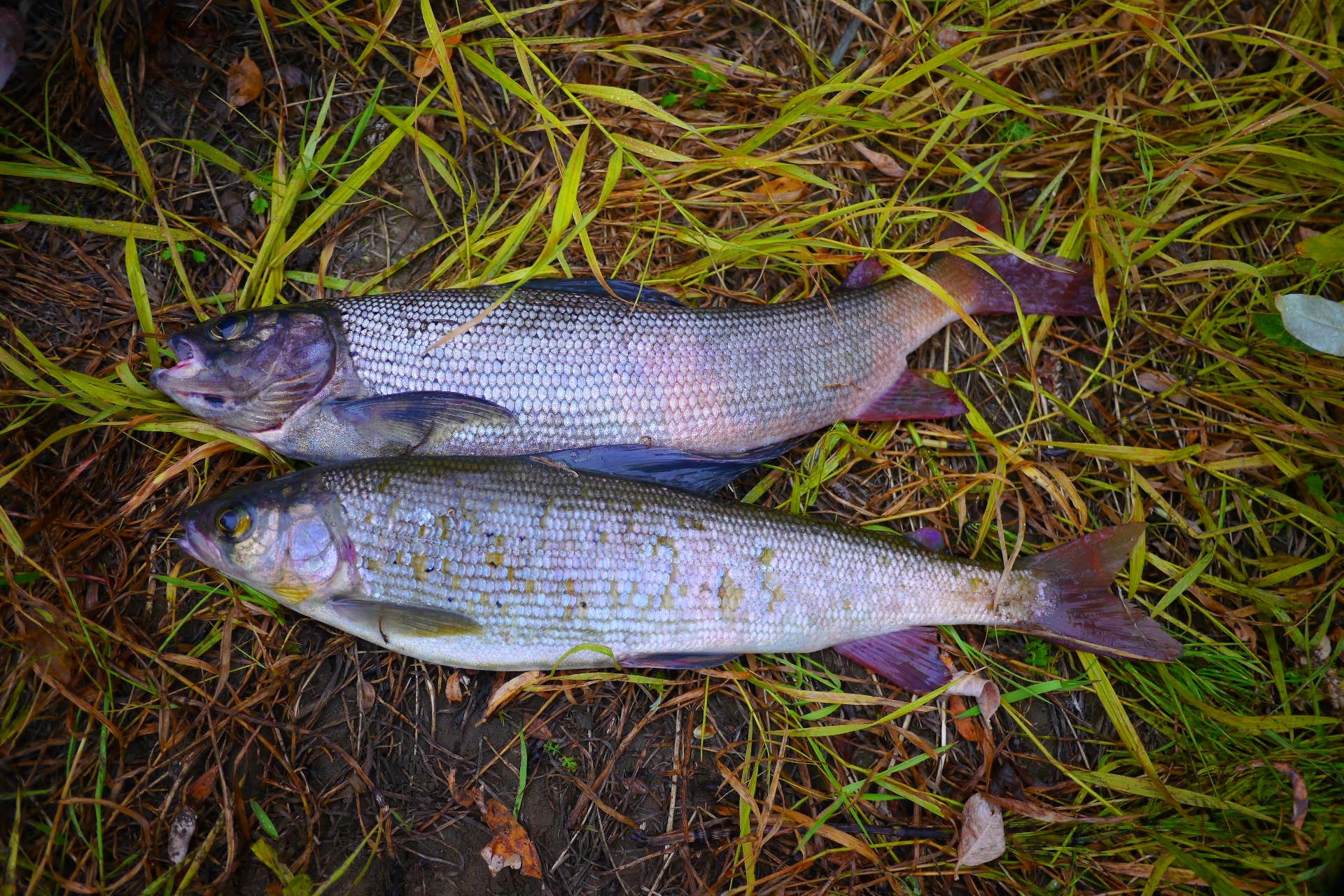 Let's go fishing for grayling one day - My, Fishing, North, Longpost, Grayling