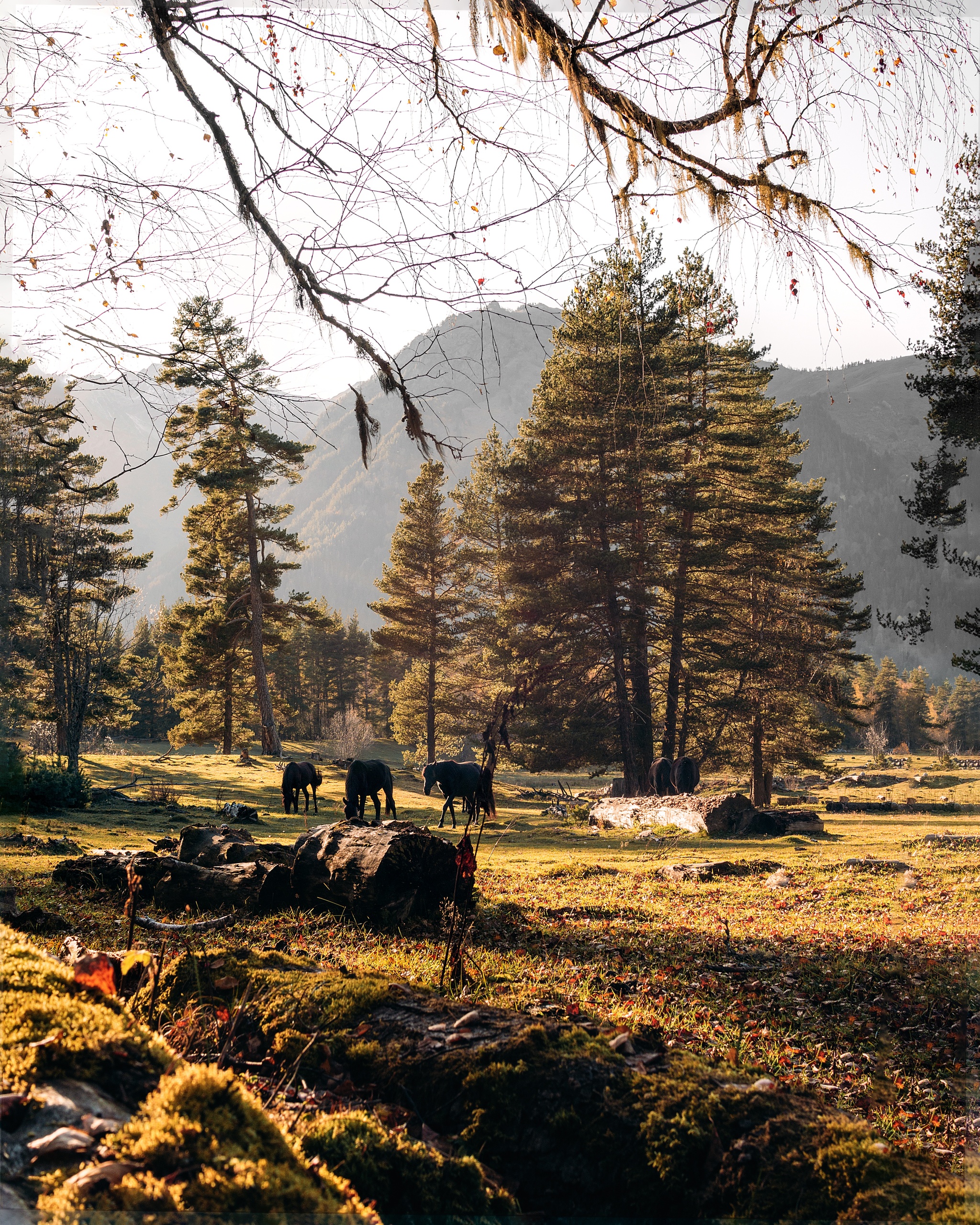 Wildlife of Arkhyz) - My, Arkhyz, Nature, Horses, The photo, Longpost