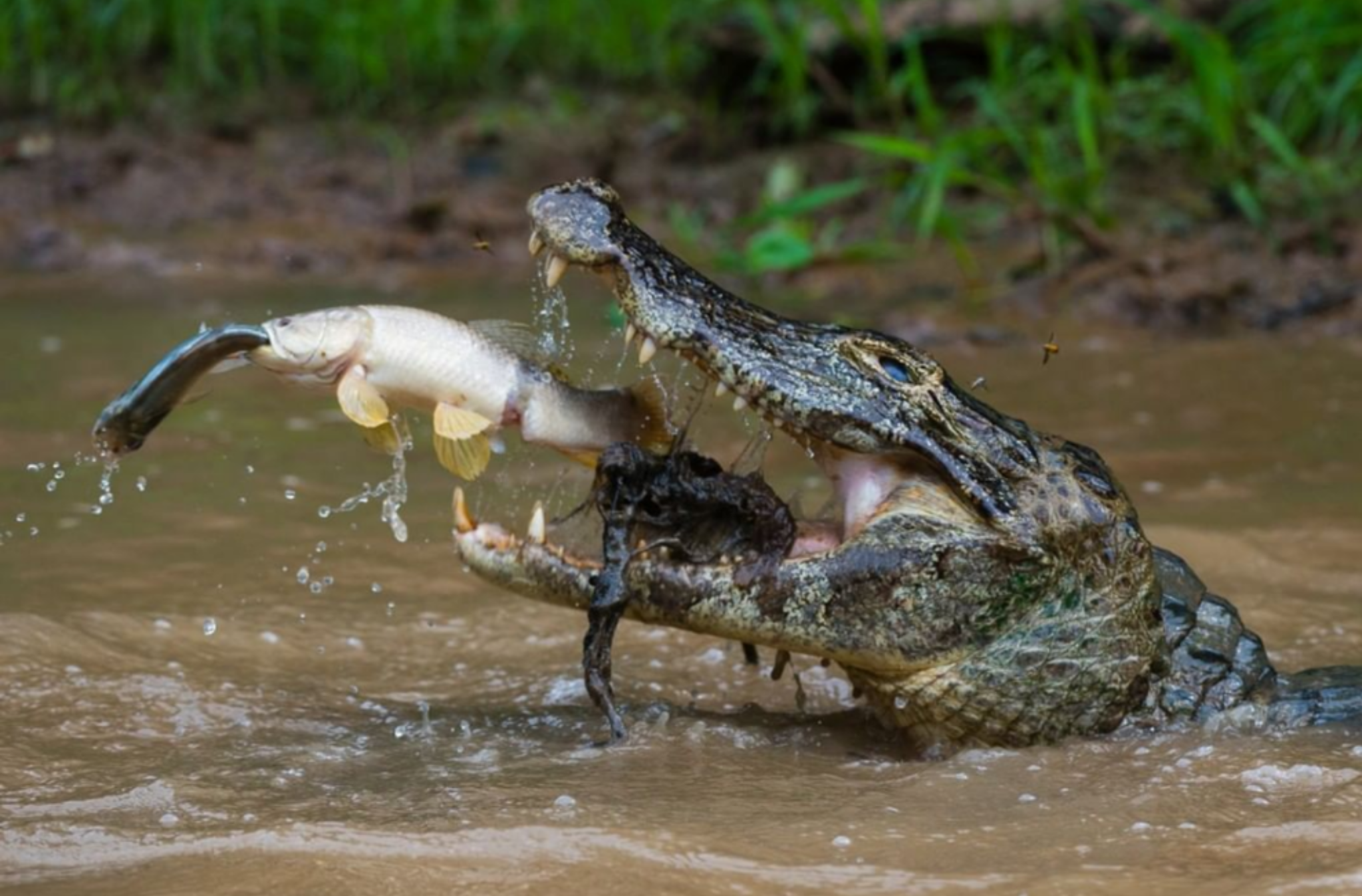 Food chain visually - Food chain, Crocodiles