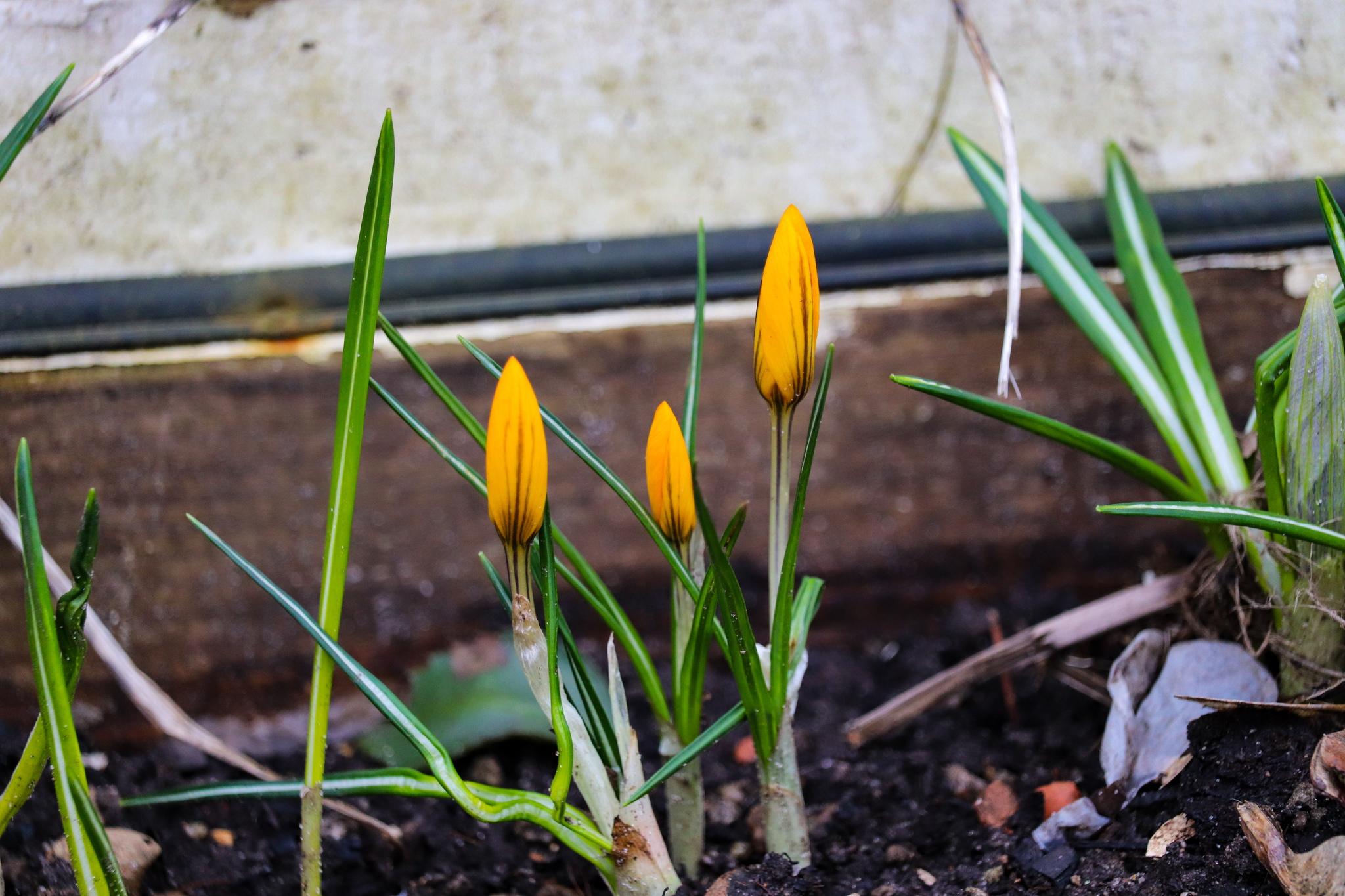 Spring - My, The photo, Spring, Nature, Flowers, Canon 800D, Canon EF-S 55-250, Longpost