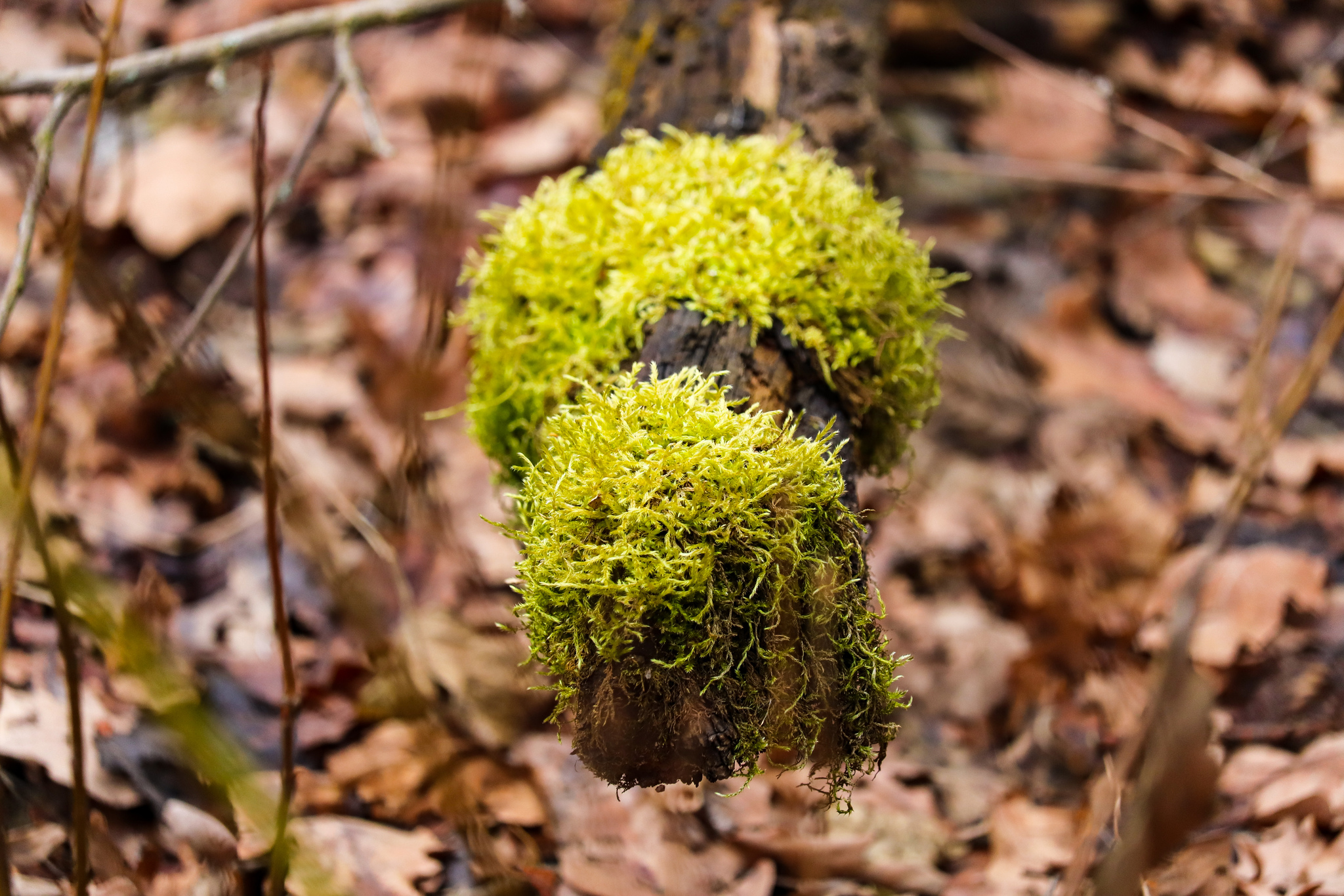 Spring - My, The photo, Spring, Nature, Flowers, Canon 800D, Canon EF-S 55-250, Longpost