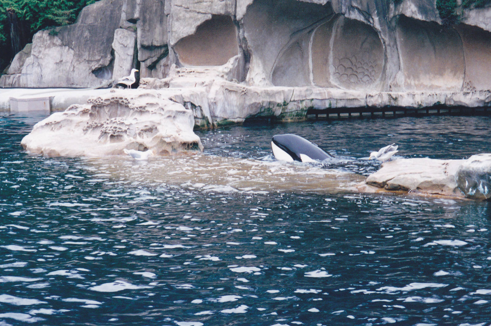 Killer whale and seagulls - My, Killer whale, Mammals, Seagulls, friendship, Rarity, The photo, Interesting, Longpost