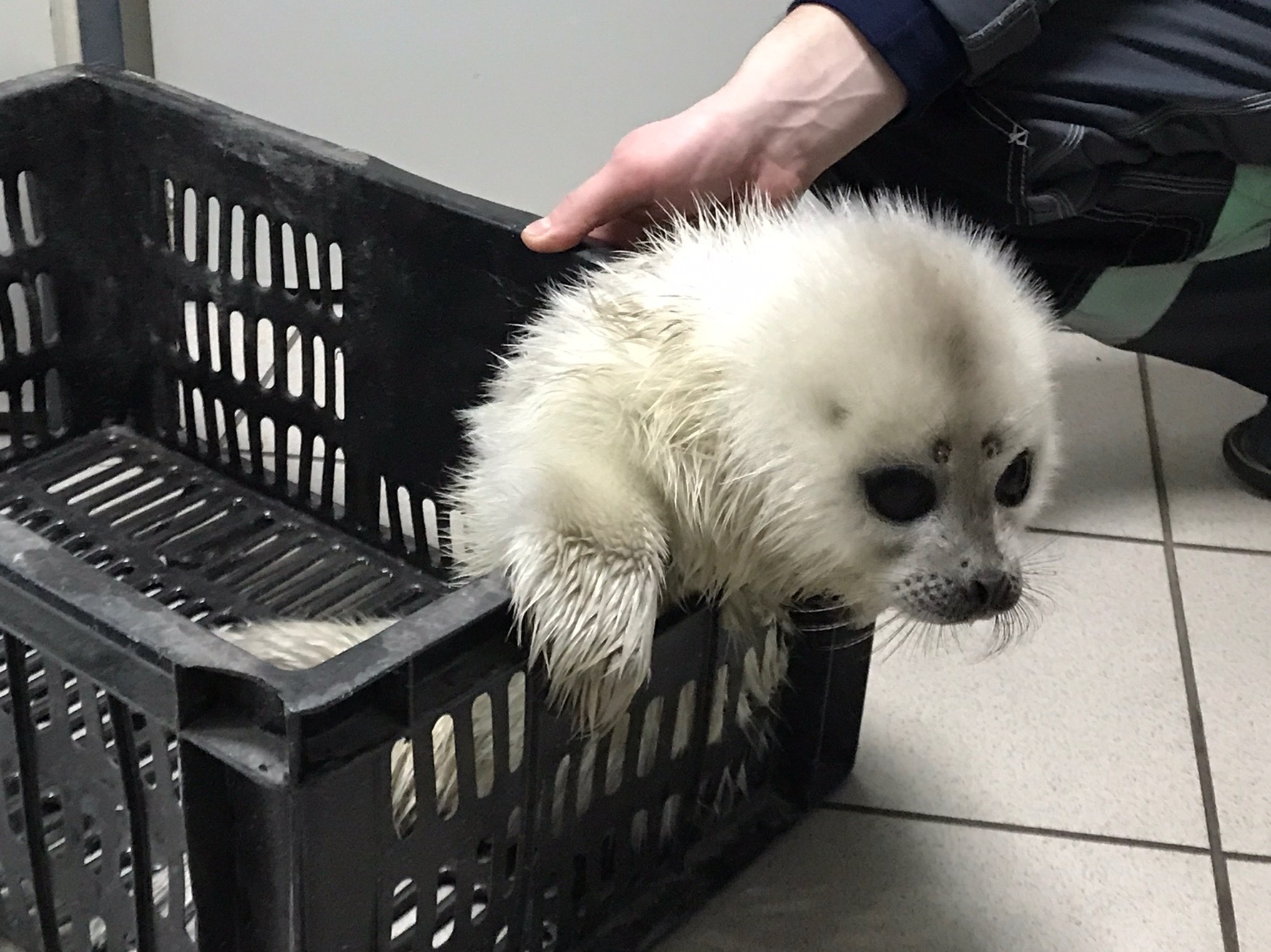 Two more white squirrels rescued in the Gulf of Finland - Seal, Baltic seal, Young, The photo, Video, Animal Rescue, Animals, Longpost