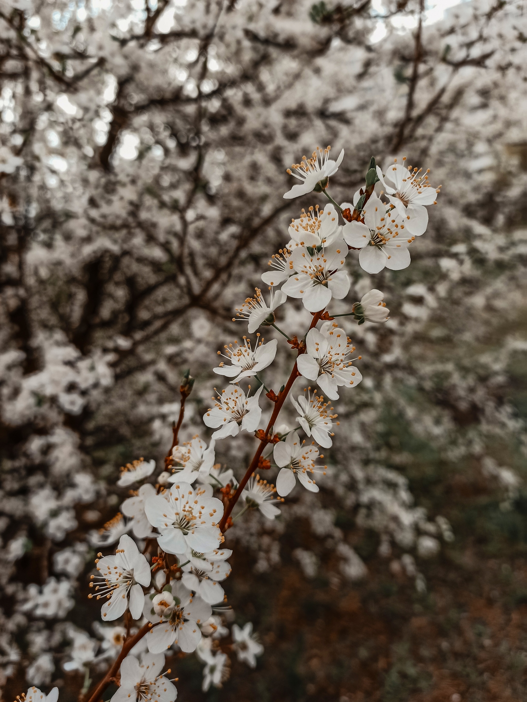 Spring, you are beautiful. Inspiration - My, Spring, Inspiration, Longpost, Bloom, Apricot