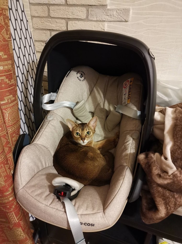 I am placing an Abyssinian cat in the good hands of experienced owners - My, In good hands, cat, Abyssinian cat, Moscow, No rating, Help, Longpost