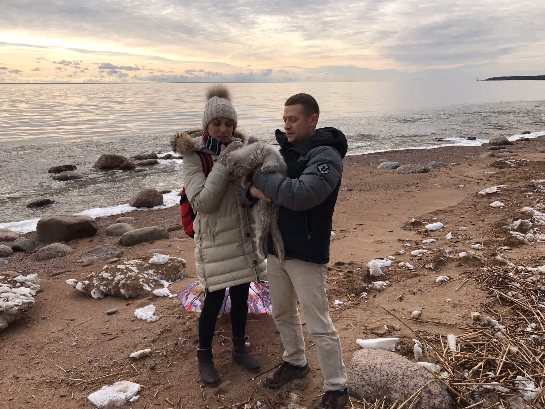 Exhausted squirrels crawled ashore in the Kurortny district of St. Petersburg - Seal, Baltic seal, Young, Puppies, Milota, The photo, Longpost, Friends of the Baltic Seal Foundation, Seal