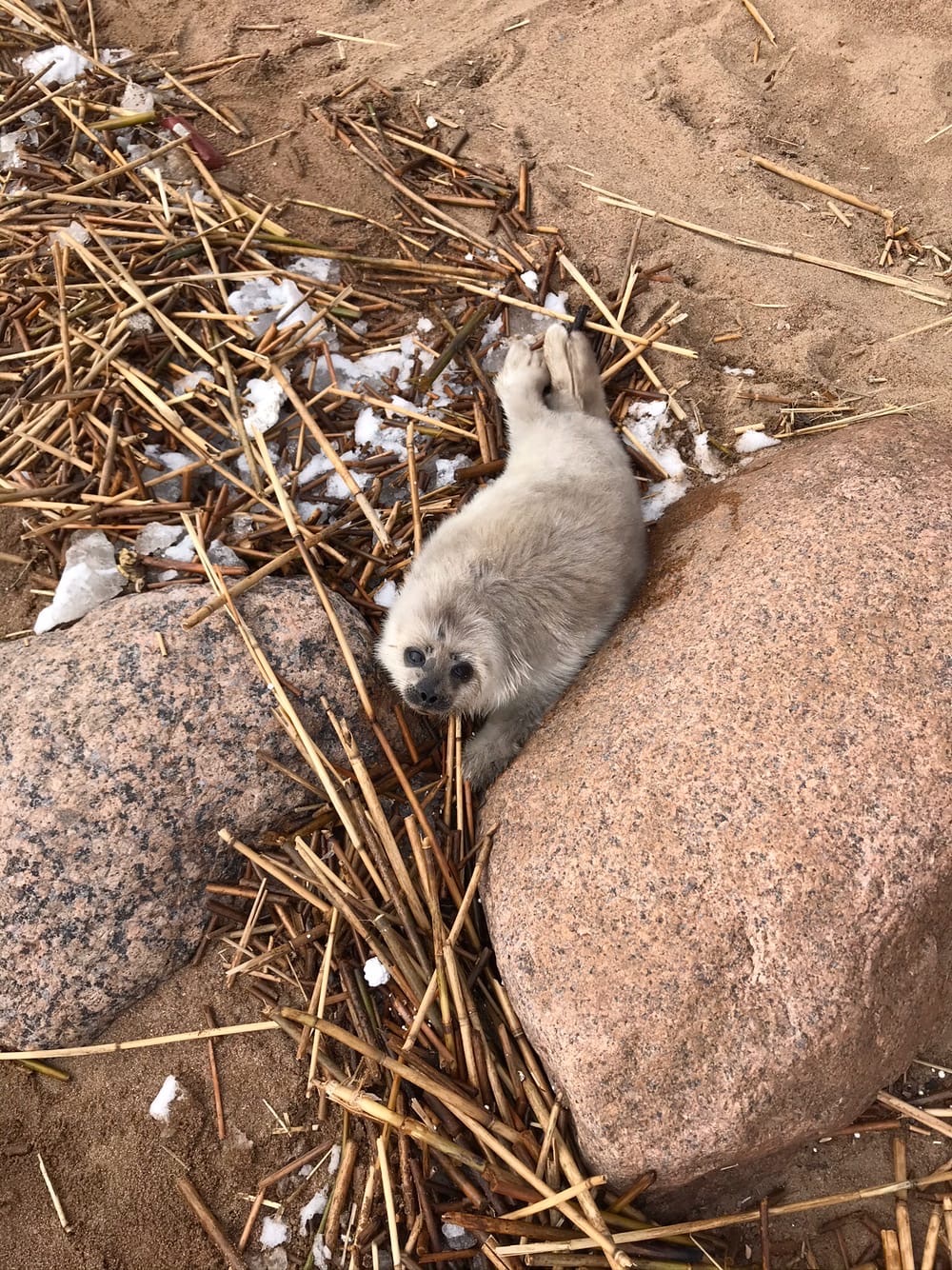 Exhausted squirrels crawled ashore in the Kurortny district of St. Petersburg - Seal, Baltic seal, Young, Puppies, Milota, The photo, Longpost, Friends of the Baltic Seal Foundation, Seal