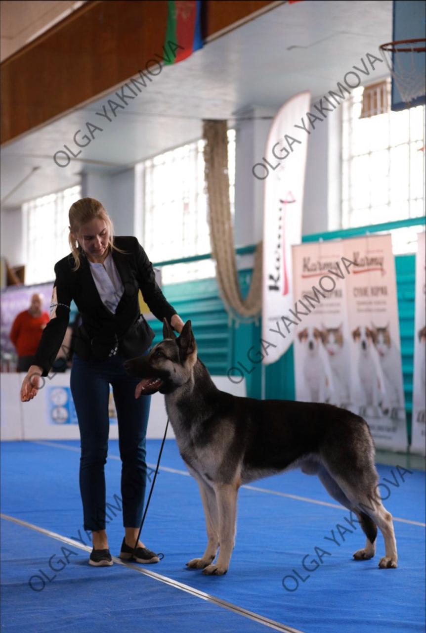 Tyson - My, Best friend, Dog, Champion, Longpost