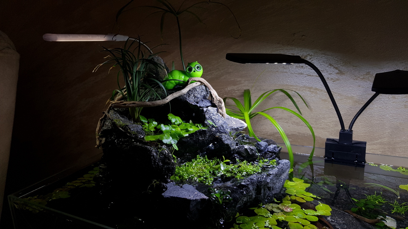 Launched insularium - My, Aquarium, Insularium, Longpost