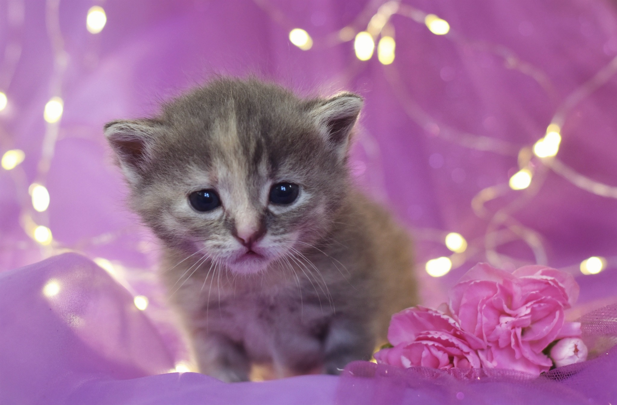 The cutest three week old kittens - My, cat, Catomafia, Pets, Pet, Kittens, Milota, The photo, Longpost