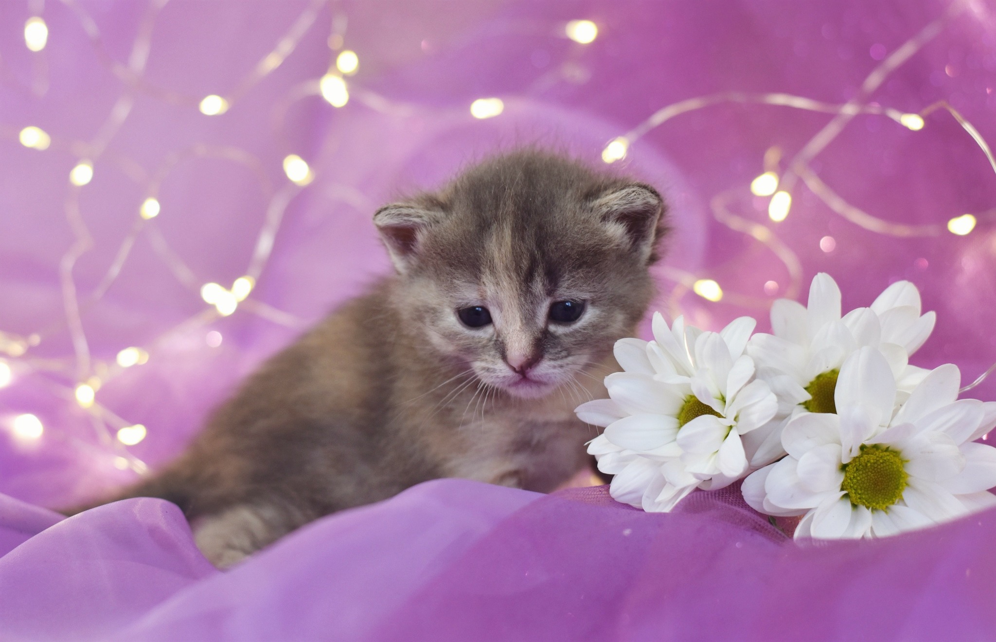 The cutest three week old kittens - My, cat, Catomafia, Pets, Pet, Kittens, Milota, The photo, Longpost