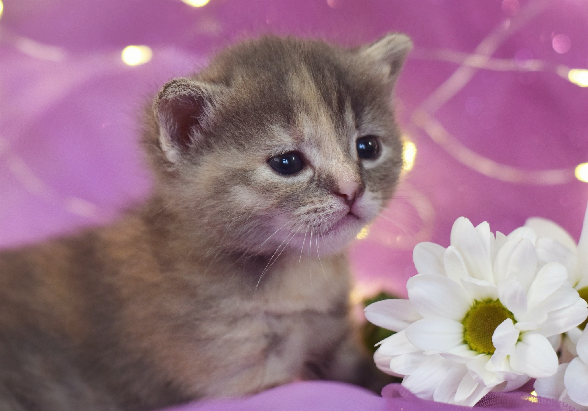 The cutest three week old kittens - My, cat, Catomafia, Pets, Pet, Kittens, Milota, The photo, Longpost