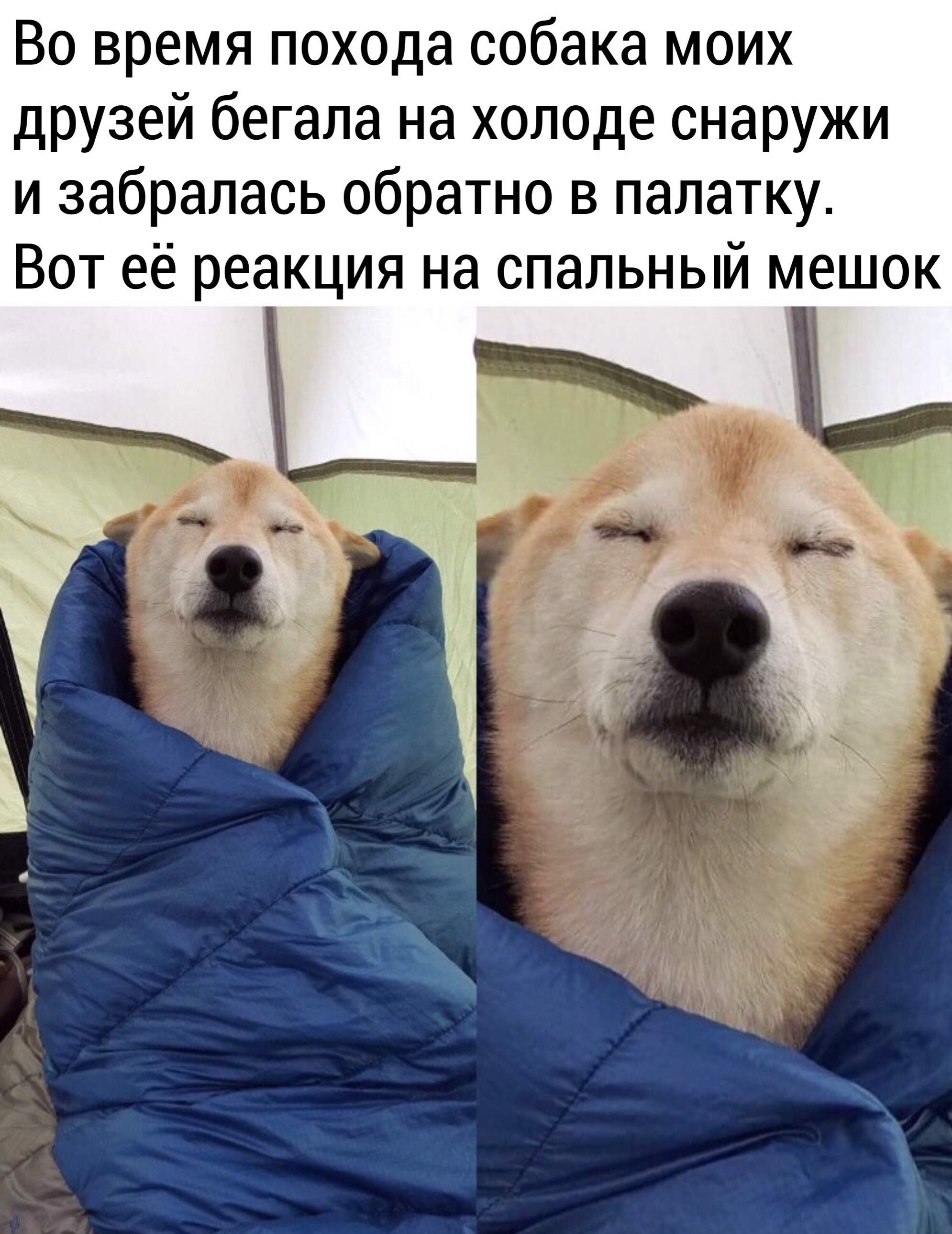 Maximum level of comfort - Dog, Milota, Picture with text, Shiba Inu