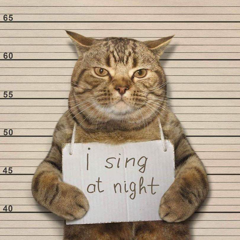 Sang at night - cat, The photo, Song, Night