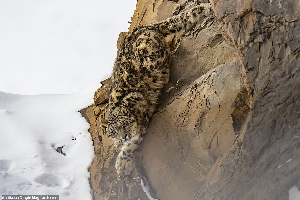 Mother snow leopard with 18-month-old 'kittens' in the Himalayas - Snow Leopard, Grace, Longpost, Big cats