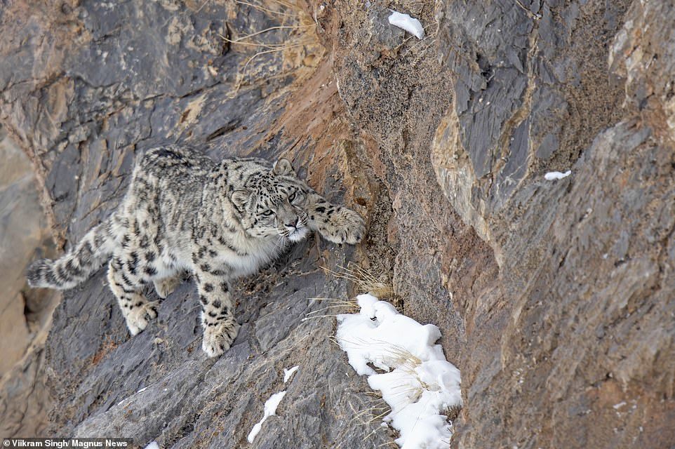 Mother snow leopard with 18-month-old 'kittens' in the Himalayas - Snow Leopard, Grace, Longpost, Big cats