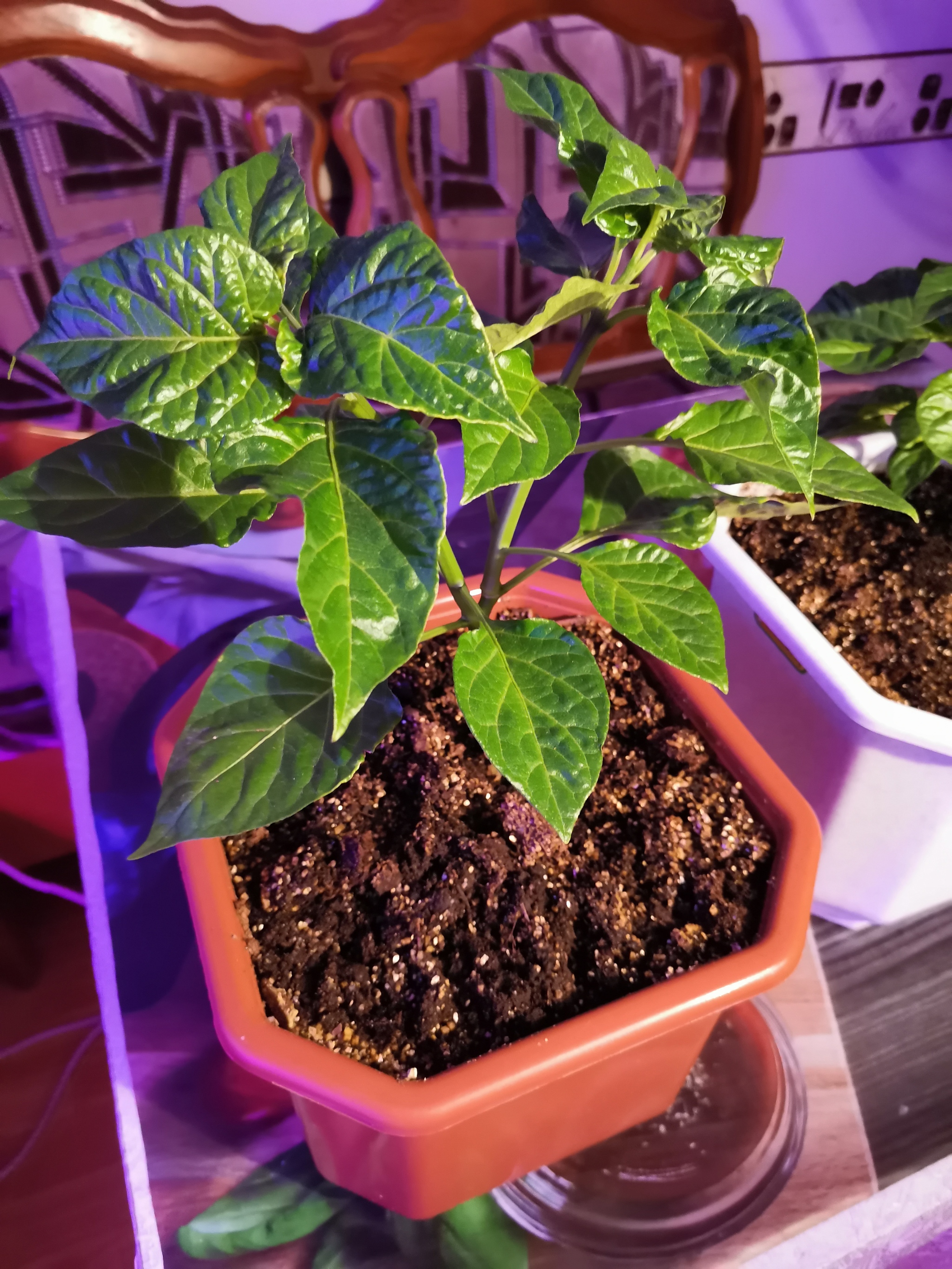 Chocolate habanero pepper report - My, Habanero, Hot peppers, Vegetable garden on the windowsill, Pepper farming, Longpost