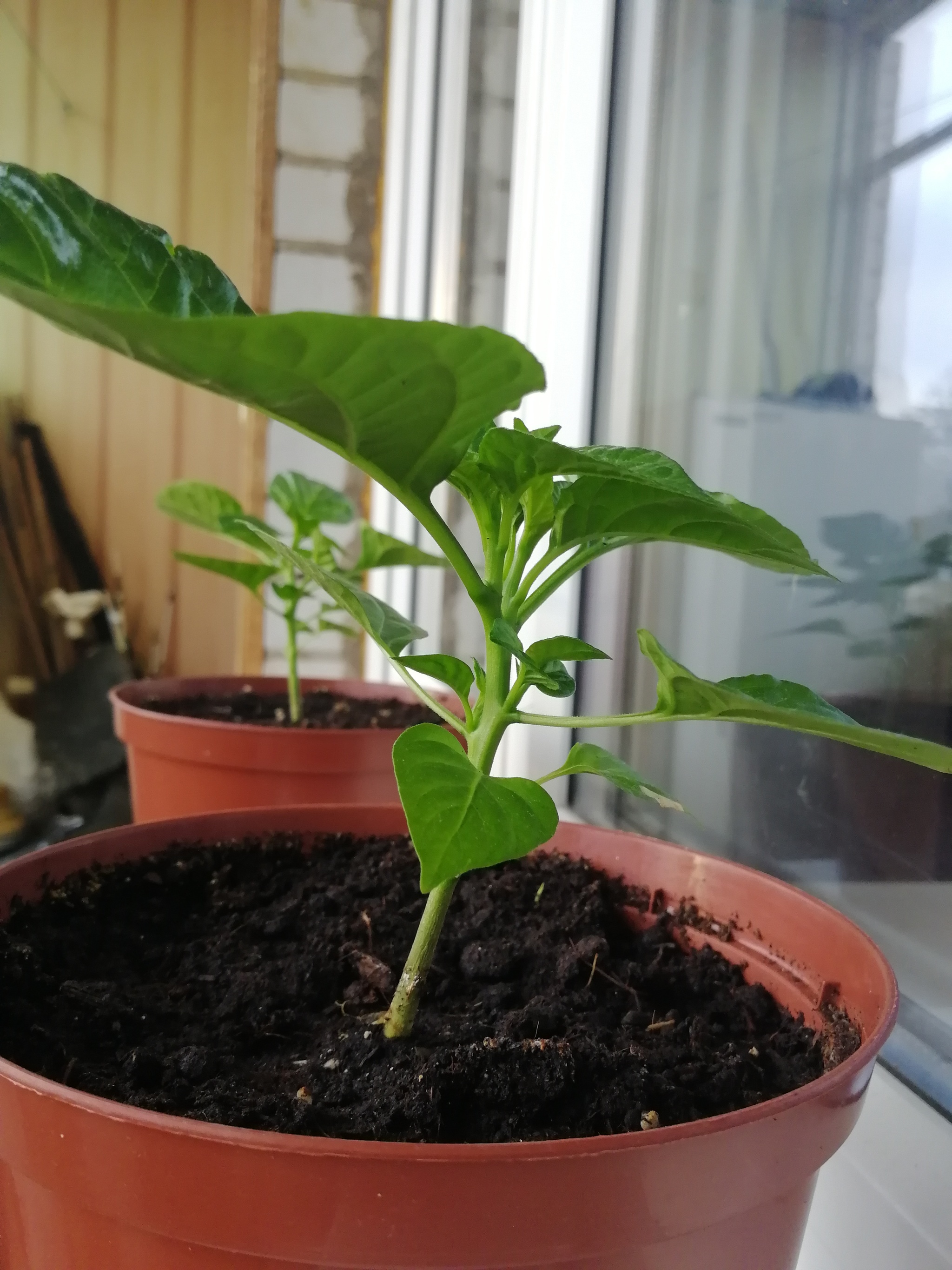 Chocolate habanero pepper report - My, Habanero, Hot peppers, Vegetable garden on the windowsill, Pepper farming, Longpost