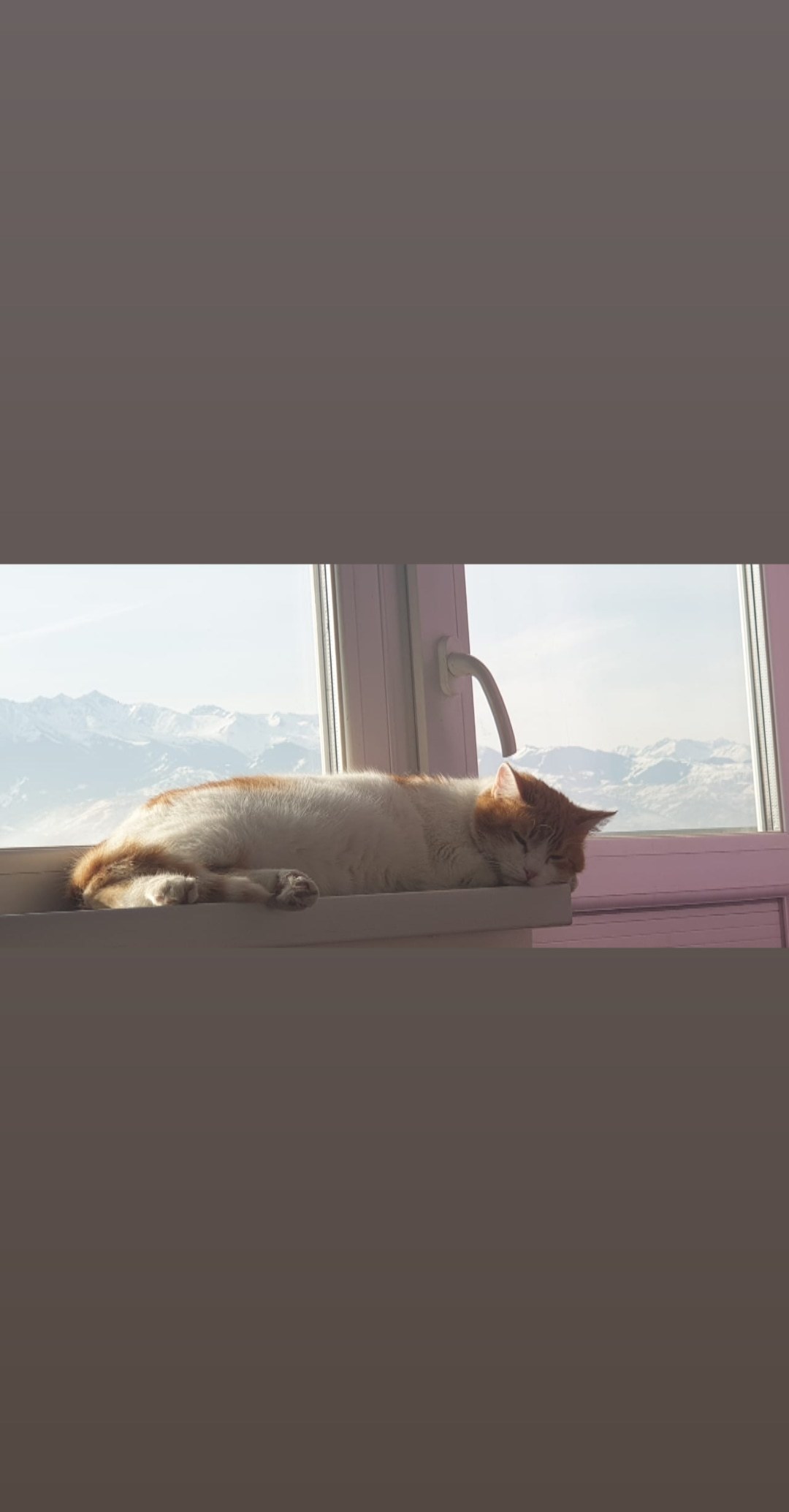 Cat and mountains - My, cat, The mountains