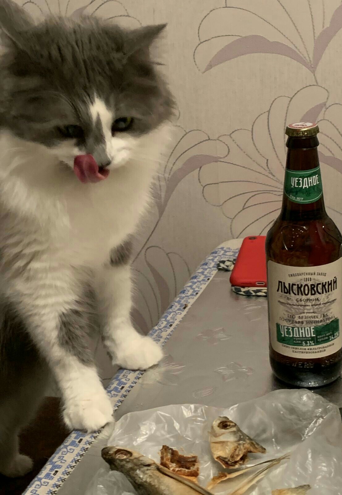 Om-Nom-nom... - My, cat, A fish, Beer