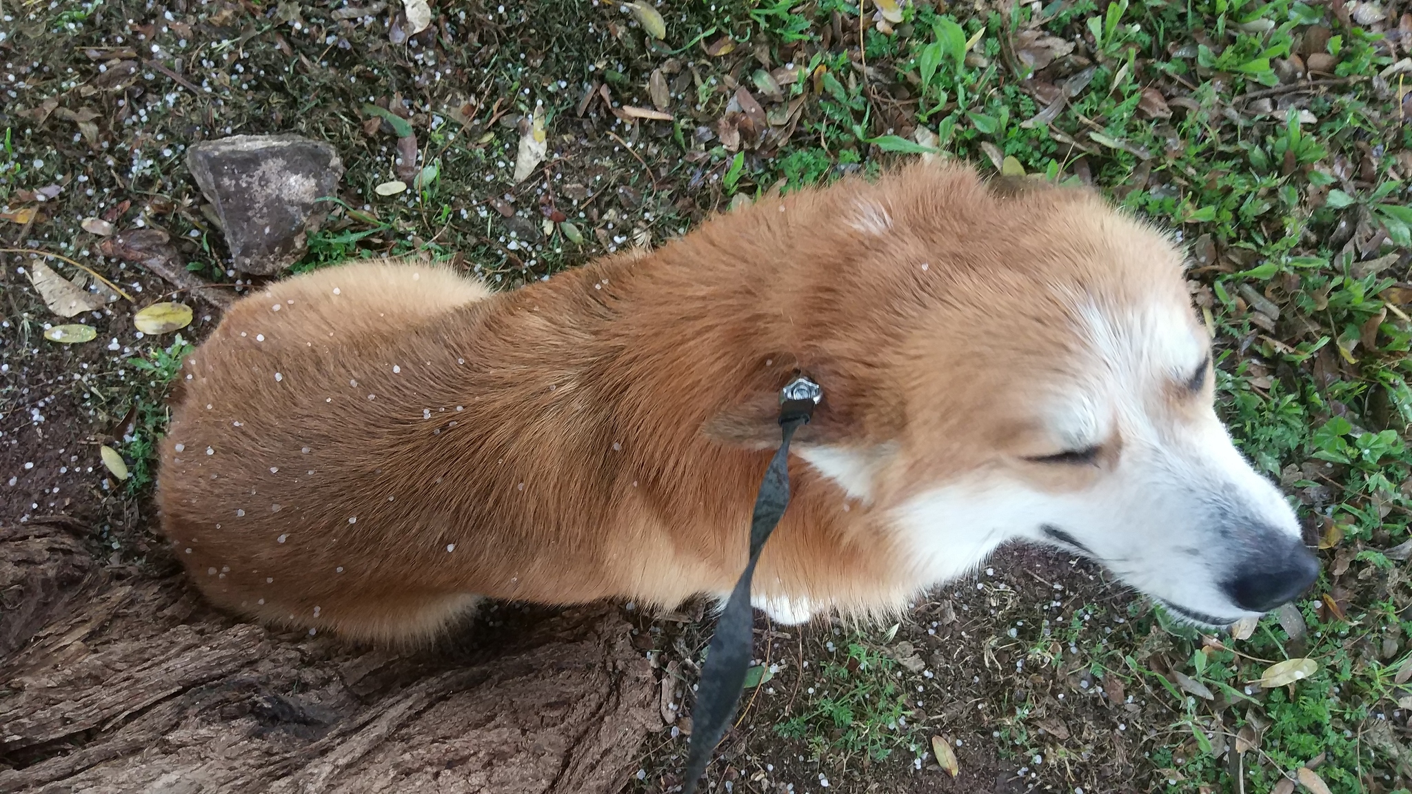 Dissatisfied - My, Dog, Corgi, Welsh corgi pembroke, Weather, Indignation