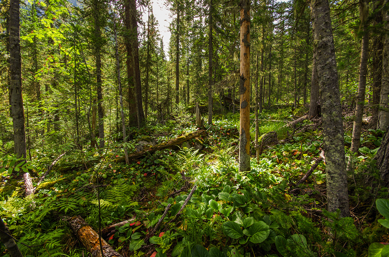 The path to Ledyanoe - My, Ergaki, Travels, Leisure, Camping, Landscape, The photo, Siberia, Longpost