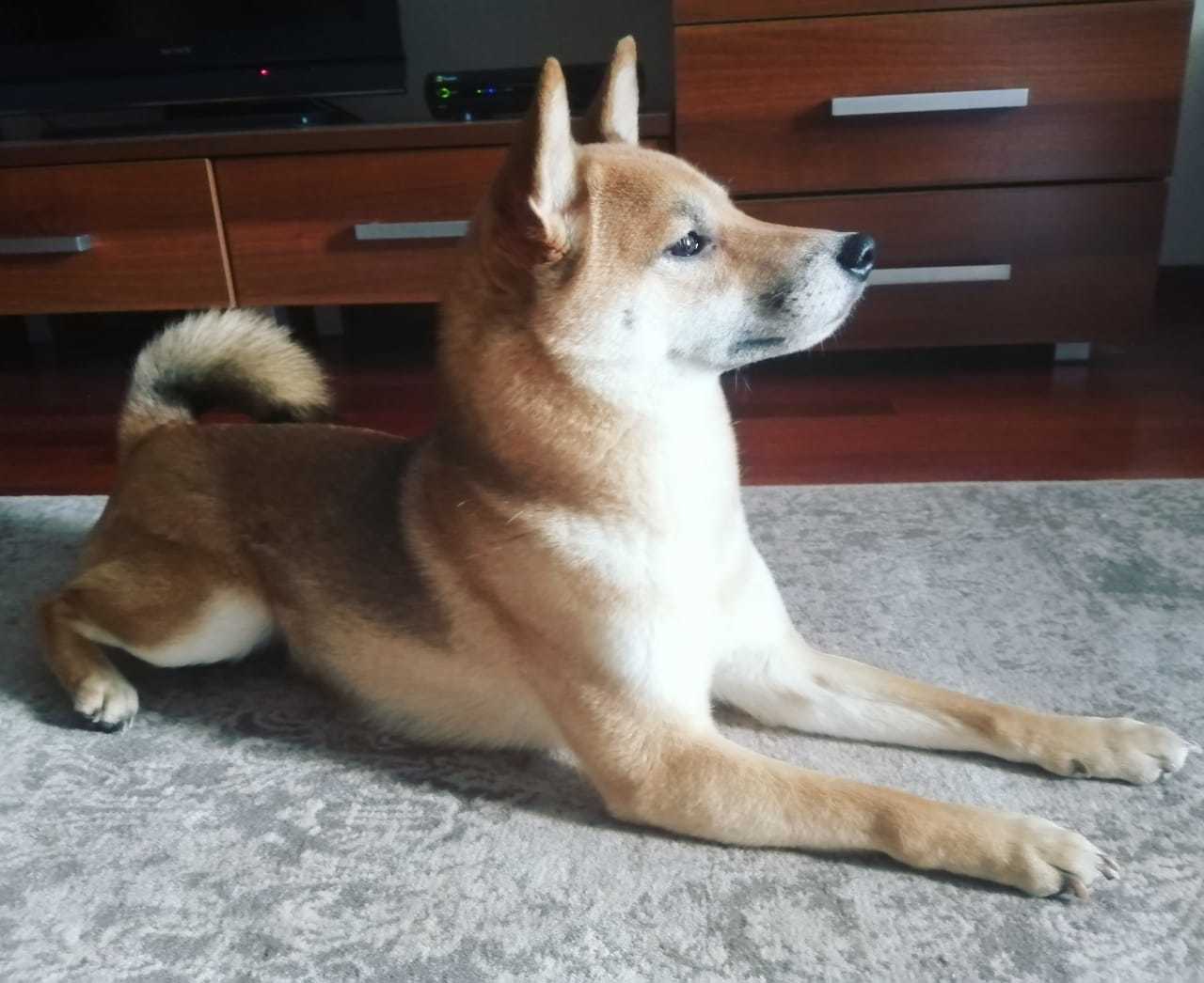 Dog found (Shiba Inu) [Owner found] - Found a dog, Lost, Shiba Inu, Moscow, Longpost, No rating, Dog