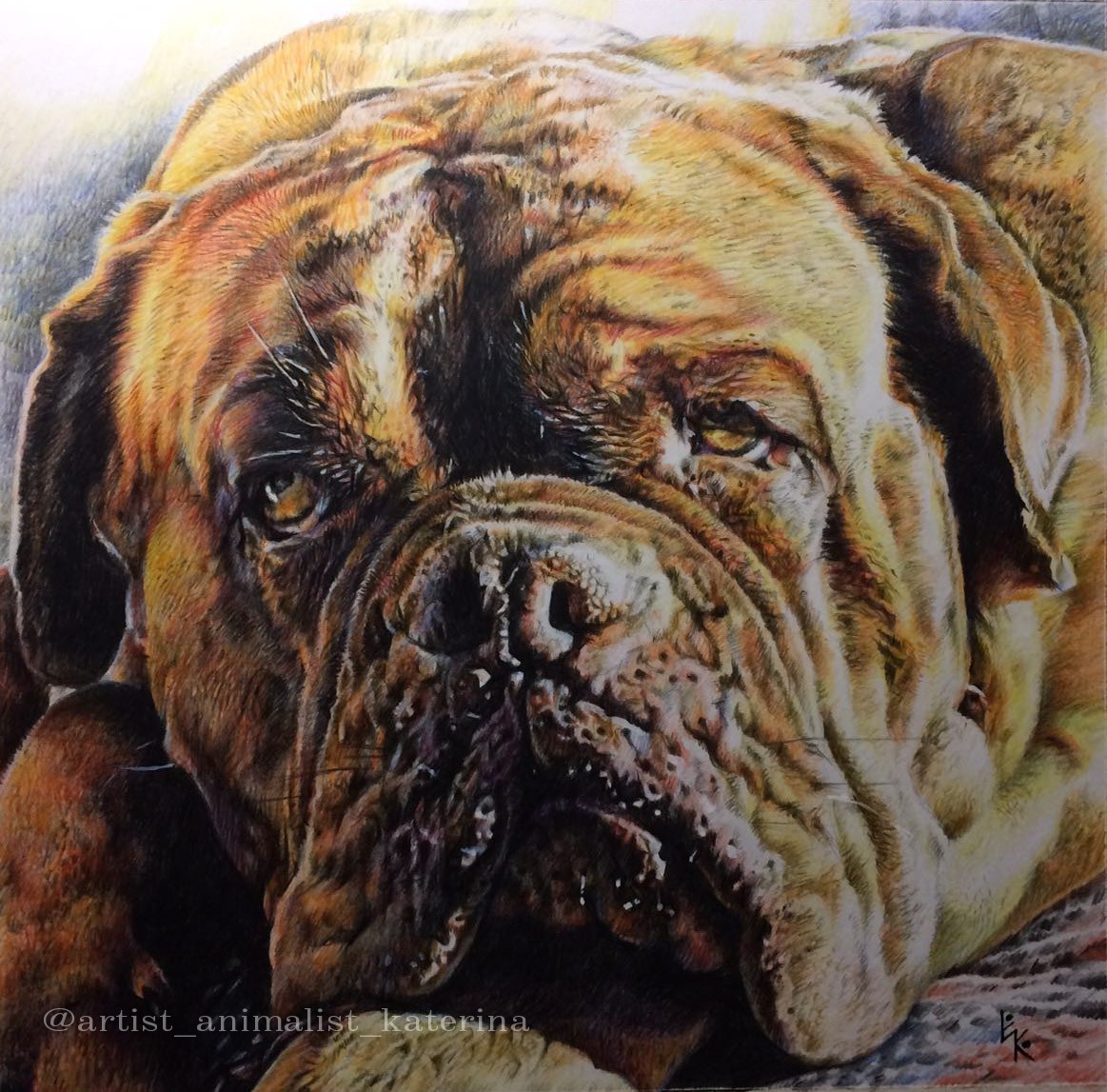 Just Nyusha (Dogue de Bordeaux). Portrait made with Derwent Artist colored pencils - My, Dog, Drawing, Great Dane of Bordeaux, Creation, Colour pencils, Longpost