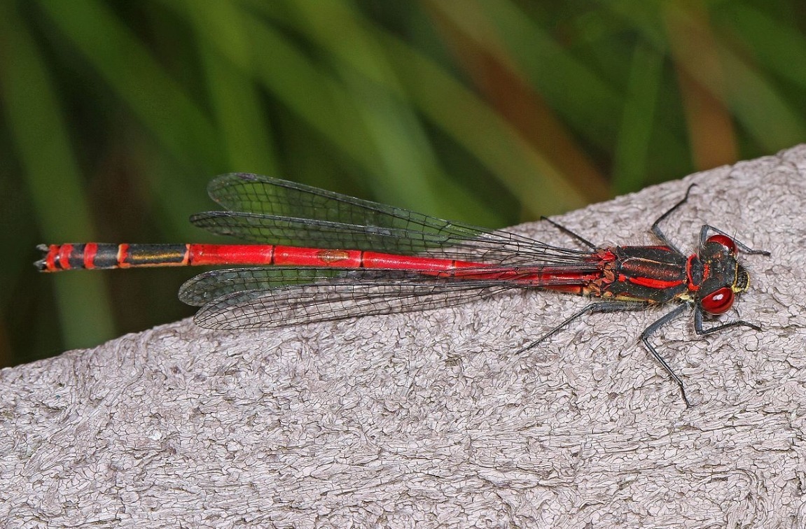 Red dragonfly - Biology, Nature, Insects, Microscope, Firebells, Longpost, Dragonfly