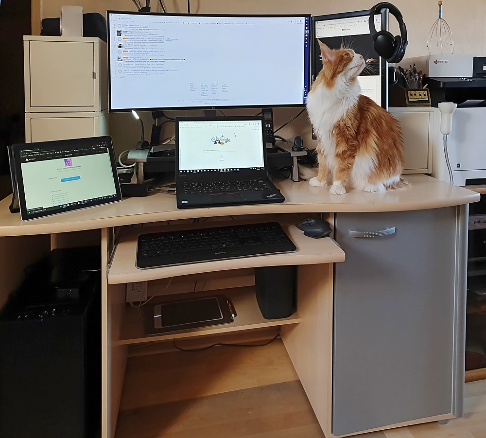 About working from home - My, cat, Maine Coon, Remote work, Quarantine, Coronavirus