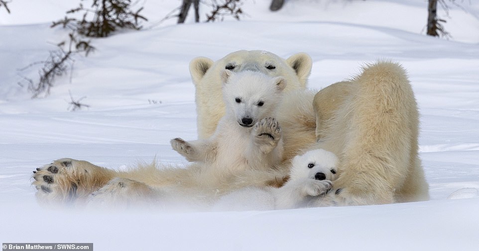 Mama bear with babies - Polar bear, Milota, Longpost, Animals, Nature, Young