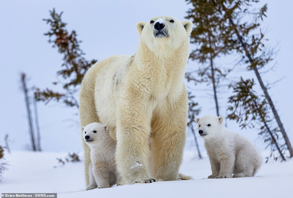 Mama bear with babies - Polar bear, Milota, Longpost, Animals, Nature, Young