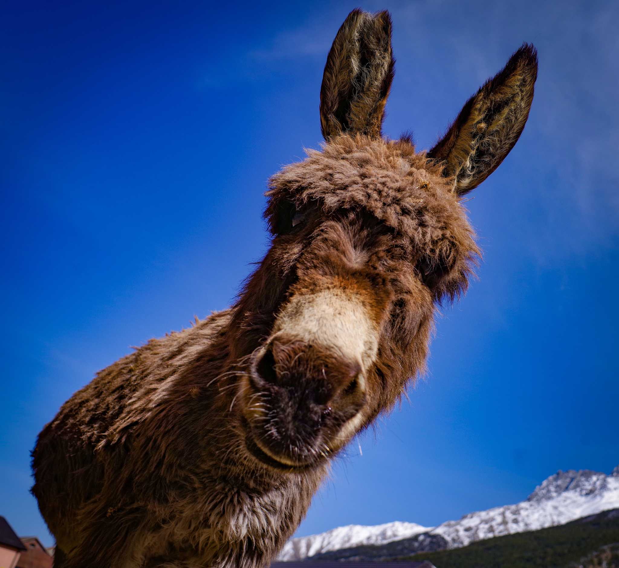 Stylish hairstyle - My, Donkey, The mountains, Style, The photo, Elbrus