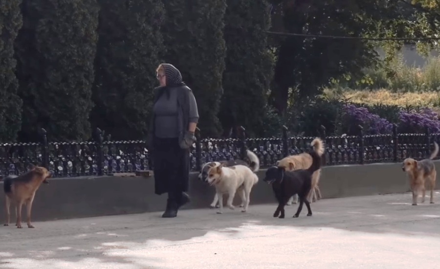 In the Tula region, the abbot of a monastery was hunted down because of dogs. - Tula, Animals, Dog, Animal defenders, Radical animal protection, Longpost, news