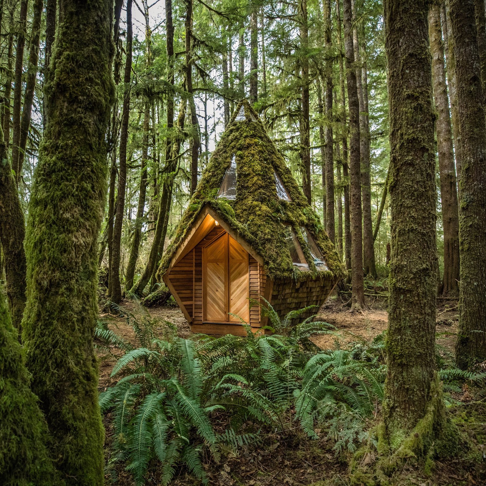 House in the forest - Architecture, Nature, Longpost