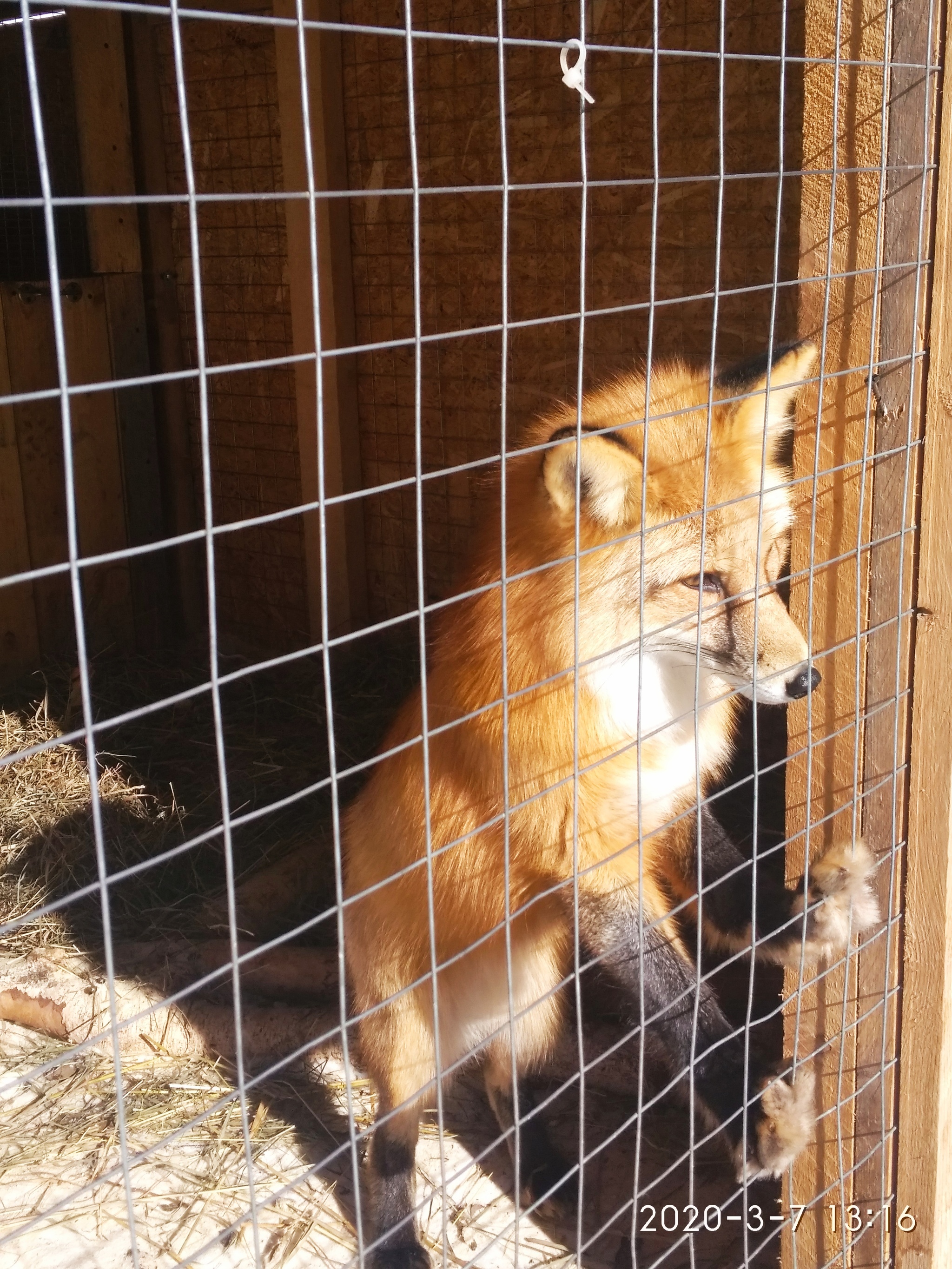 Pronya - My, Fox, Paws, Longpost