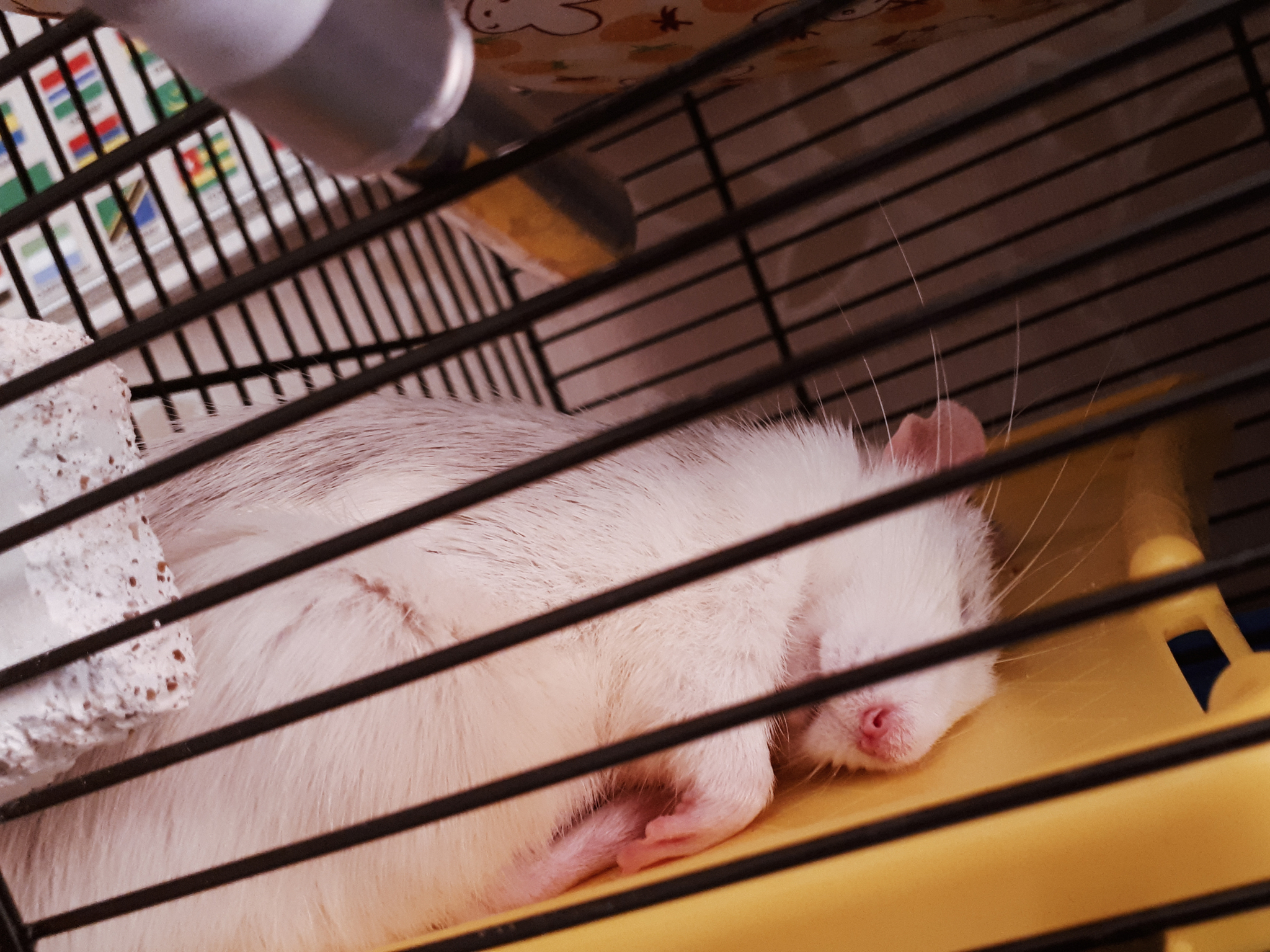 Tail and Shallow - My, Rat, Decorative rats, Pets, Pet, Rodents, Rat Chronicles, GIF, Longpost