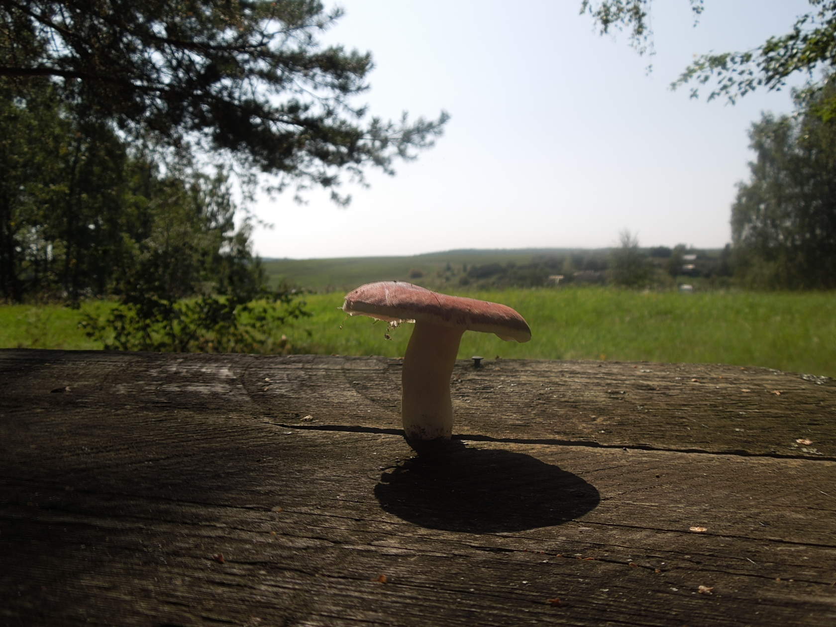 Simply beautiful Russula - Screensaver, The photo, Fungus, Mushroom pickers, Mushrooms