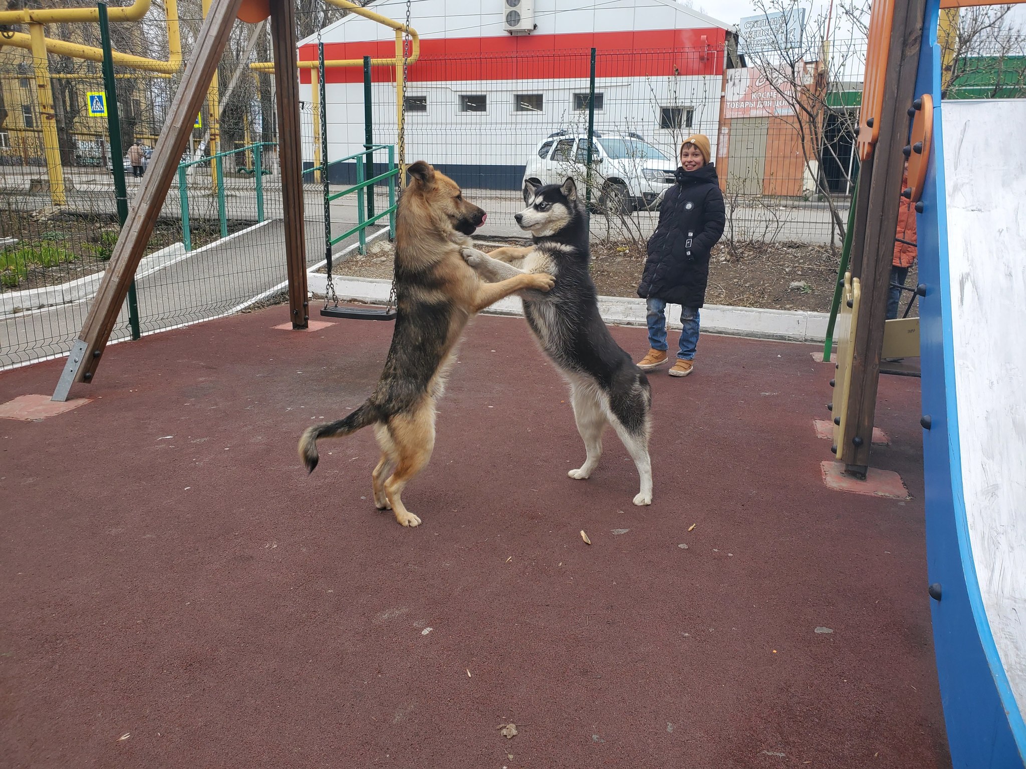 Dog Waltz - My, Husky, Dog, Dancing, Longpost