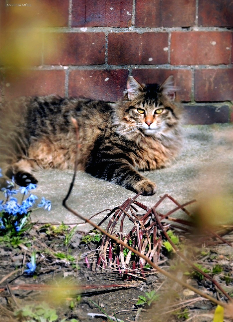 Spring cat photo - My, cat, The photo, Spring, Mustachioed - Striped, Pets, Animals, Catomafia