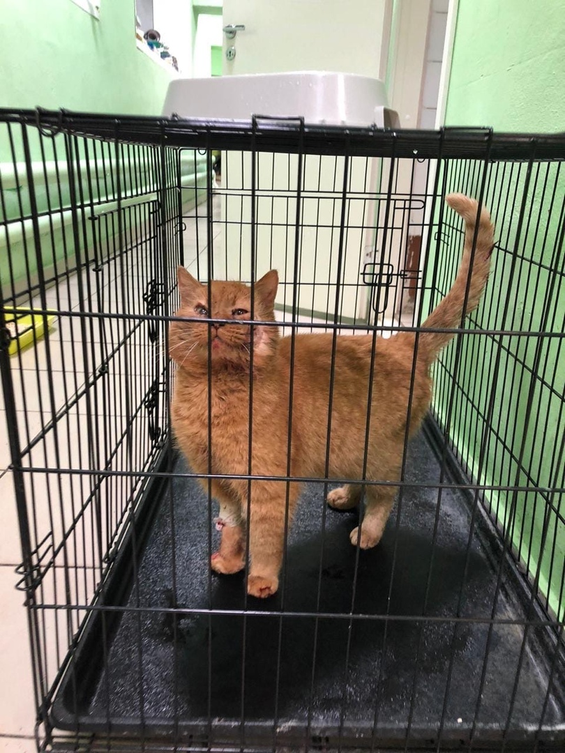 We decided to help a gentle ginger cat with an abscess. And they sailed. The cat turned out to be diabetic - My, cat, No rating, Diabetes, Video, Longpost, Negative