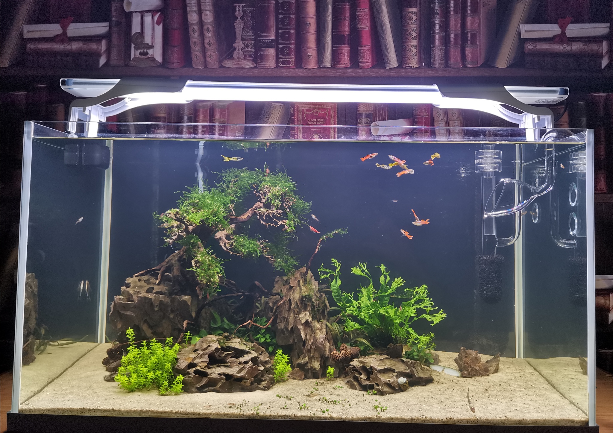 My aquarium - My, Aquarium, Aquarium, Aquarium herbalist