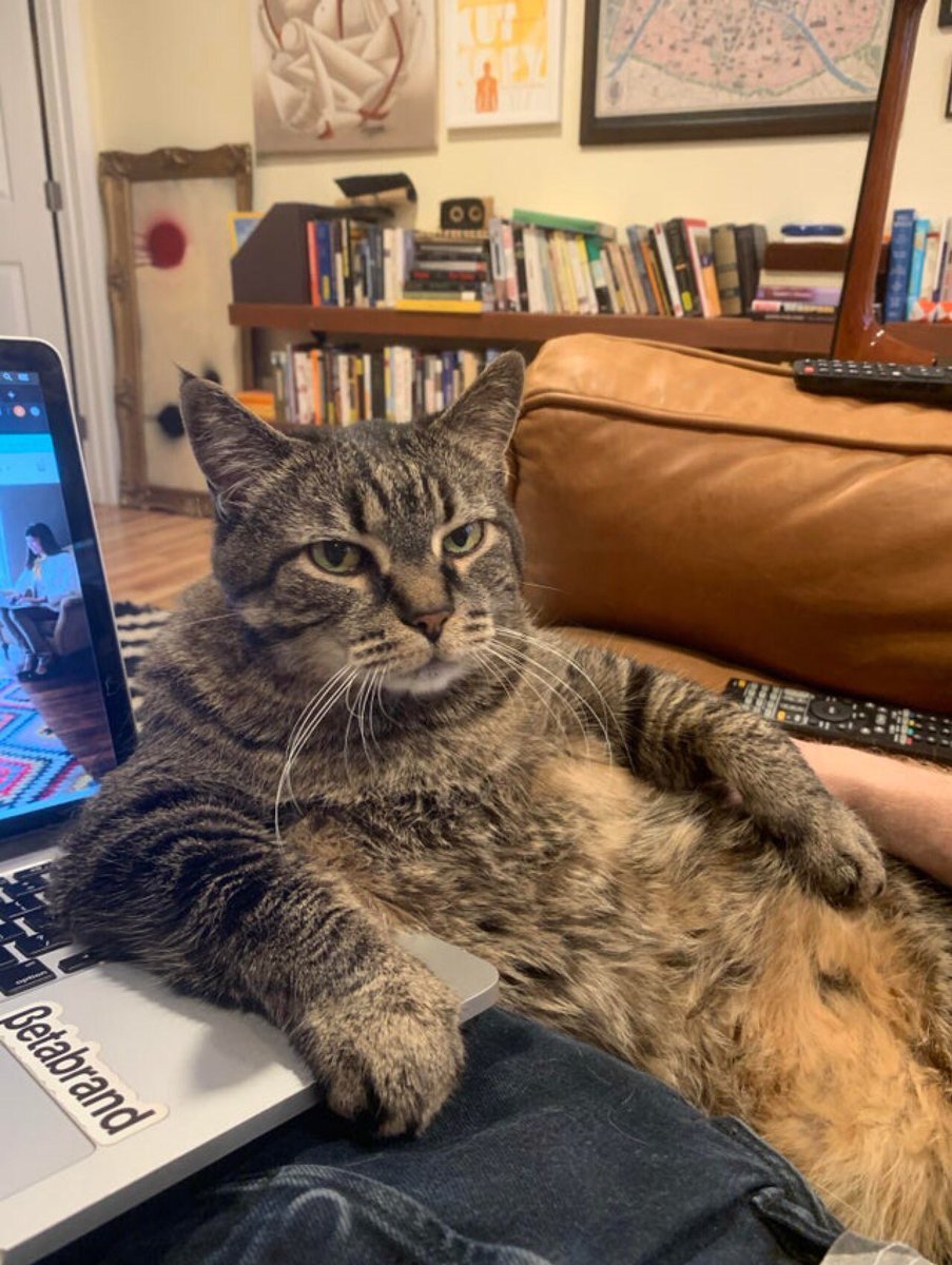 Well, what... are you at home? - cat, Remote work, Pets