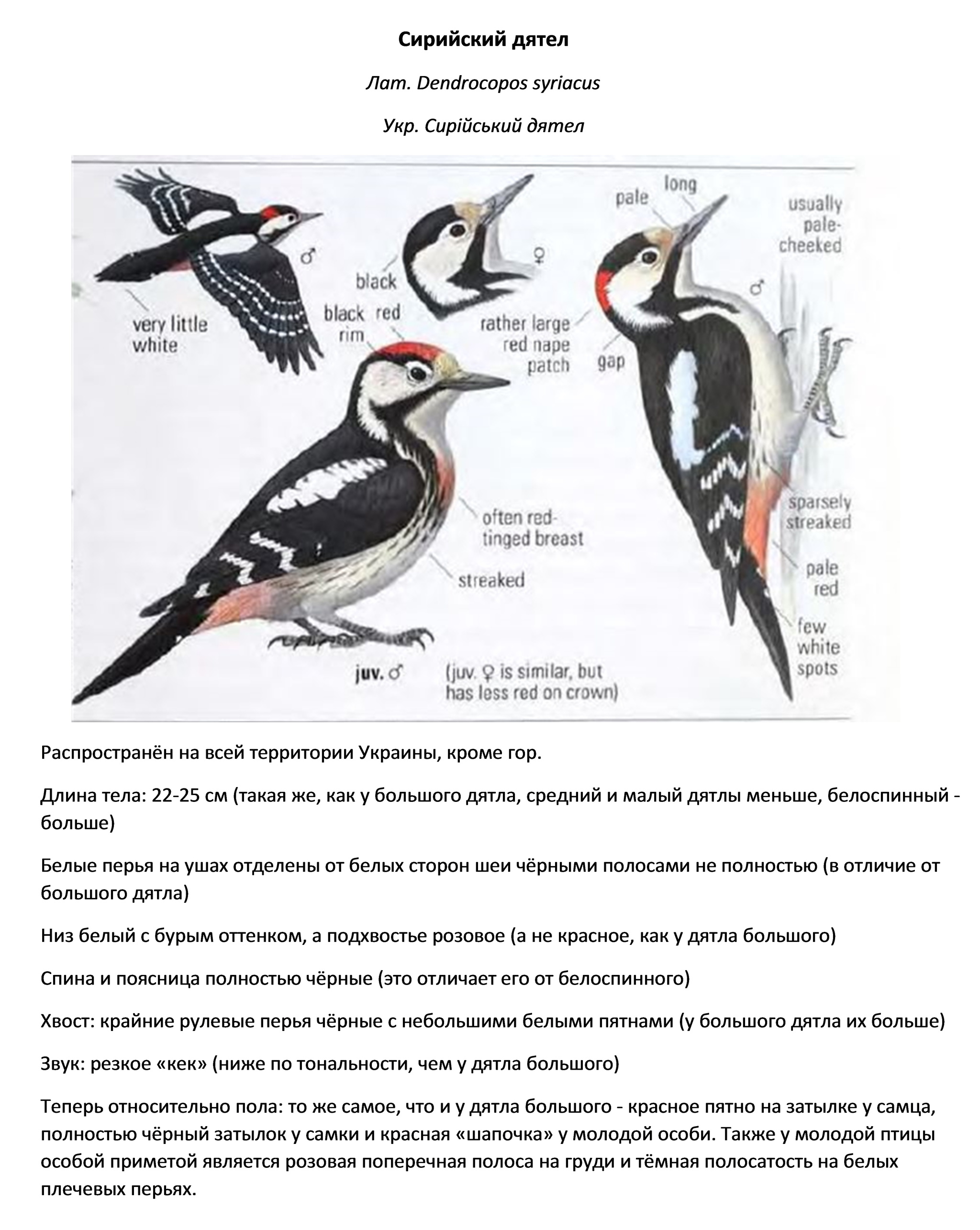 Дятел перелетная. Дятлы определитель. Дятлообразные птицы примеры. Трехпалый дятел. Дятел Перелетная птица или нет.