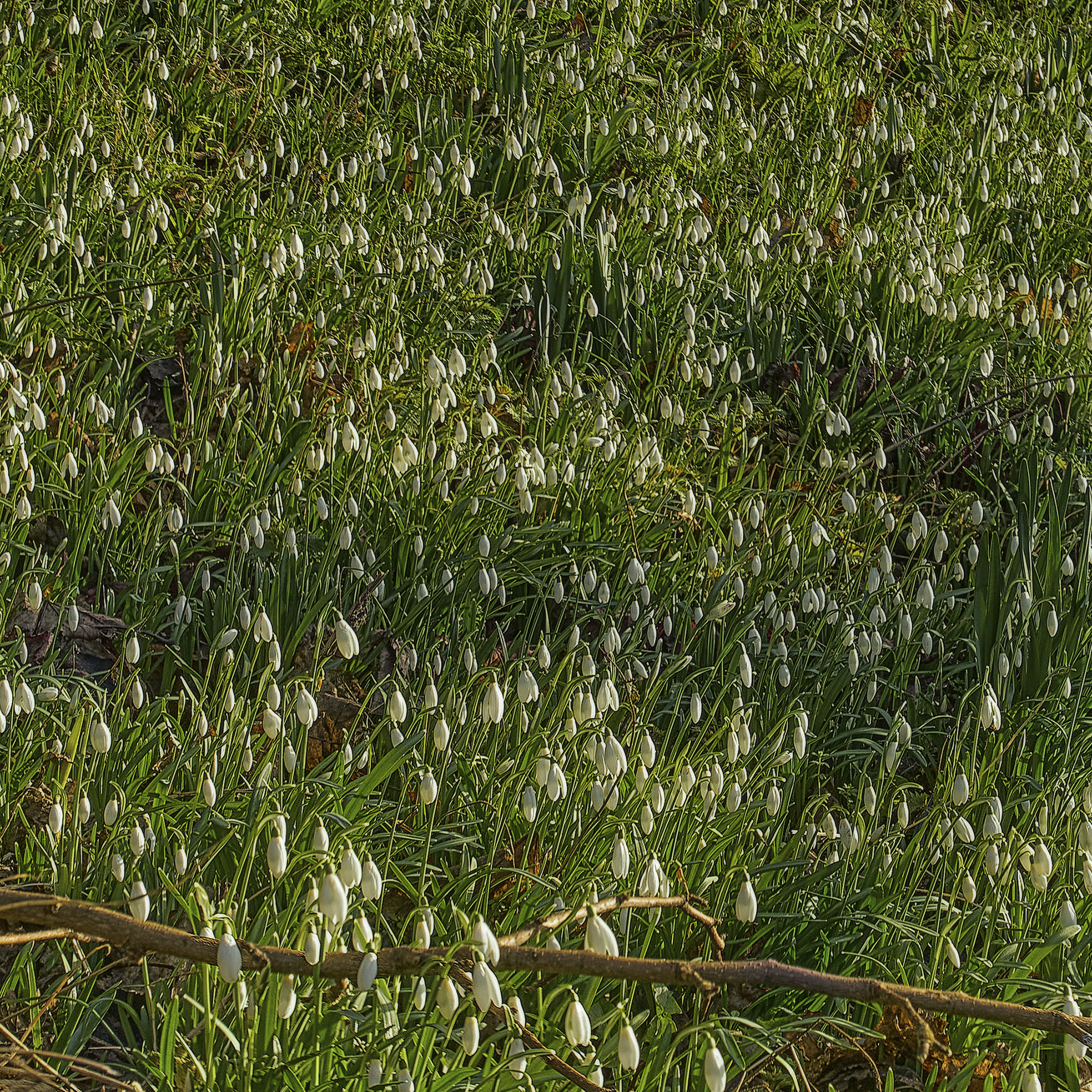 It will be spring - My, Scotland, Spring, Flowers, Snowdrops flowers, The park, The photo, Longpost