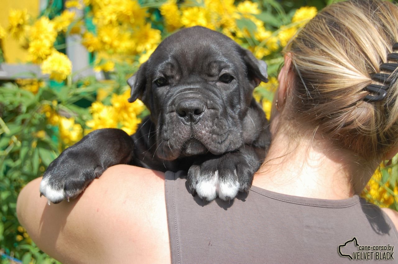 Cane-Corsica on handles - My, Cane Corso, Puppies, Milota, Dog, The photo, Longpost