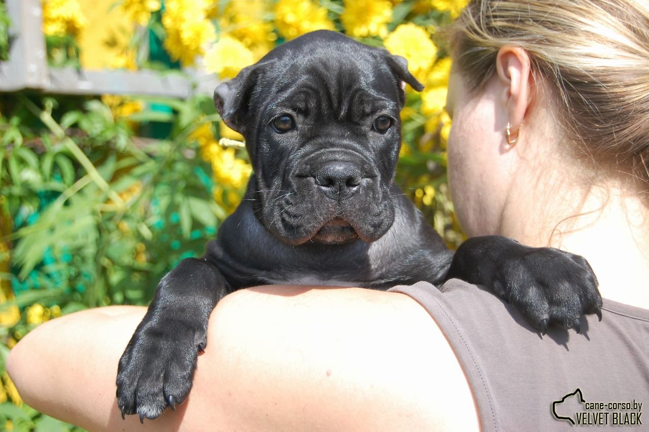 Cane-Corsica on handles - My, Cane Corso, Puppies, Milota, Dog, The photo, Longpost